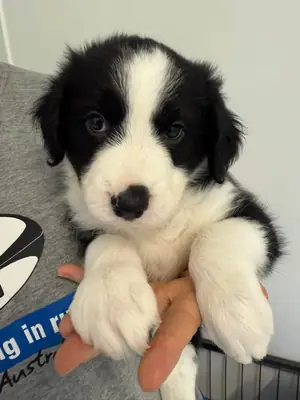 边境牧羊犬幼犬