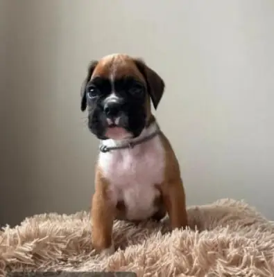 Stunning Boxer Puppies
