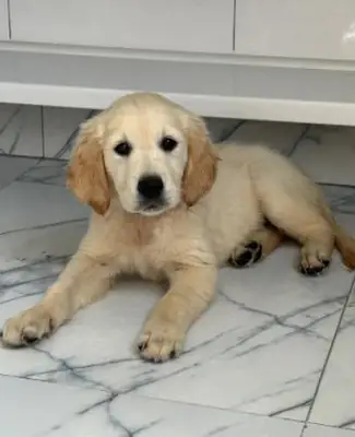 Beautiful Labrador Retriever Puppies