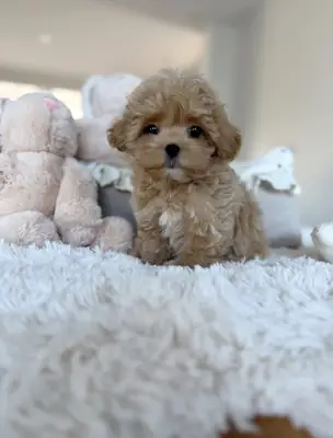 Les précieux chiots maltipoo ont besoin d'amour et de nouveaux foyers.