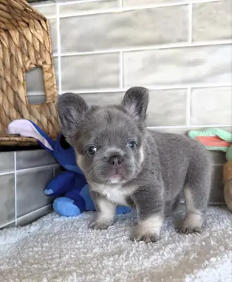 Cachorros de bulldog francés sanos disponibles para nuevos hogares.