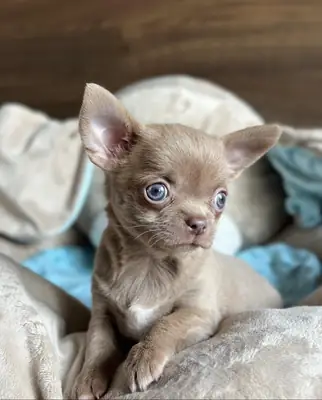 Des chiots chihuahua dressés cherchent un nouveau foyer.