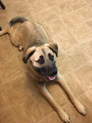 bu ortamda bakamayacağım için ücretli bırakıyorum