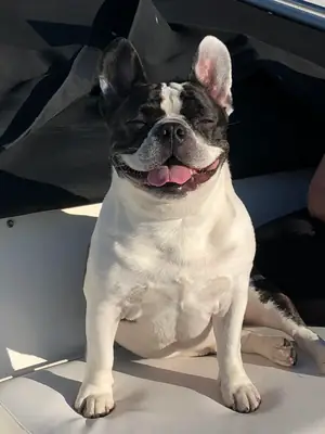 alırken düşündüğüm gibi gitmedi ücretli bırakıyorum