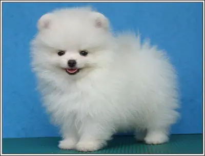 Preciosa cachorrita Pomerania disponible.