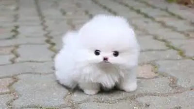 Excellent Pomeranian puppies