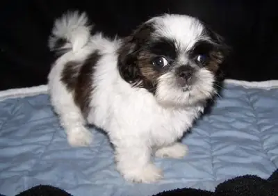 Cachorros Shih Tzu. (sabasnjita1 at outlook.com)