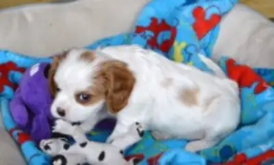 Cachorros King Charles. (sabasnjita1 AT outlook.com)