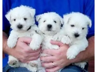 West Highland Beyaz Terrierleri. (rogermindong AT outlook.com)