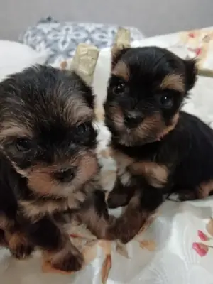 Adorable chiot Yorkshire Terrier