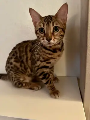 trop actif pour ma vie actuelle