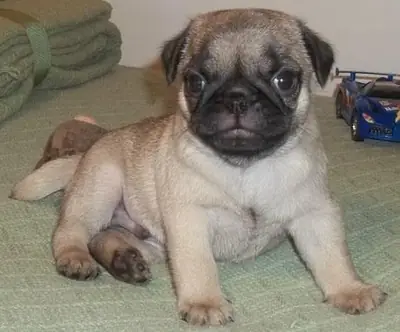 Cachorra Pug. (linuswilliams97 AT outlook.com)