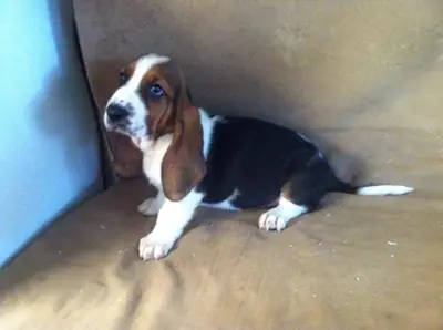 巴塞特猎犬幼犬. (linuswilliams97 AT outlook.com)