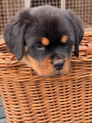 特别的罗威纳犬幼犬