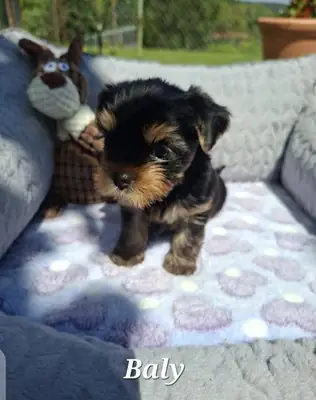 Chiots Yorkshire Terrier Miniature