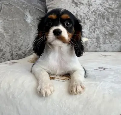 Adorable Cavalier King Charles spaniel 