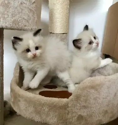 Ragdoll Gatito (dorosabas AT outlook.com)