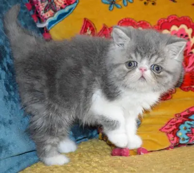 Exotico gatito macho en hembra (dorosabas AT outlook.com)