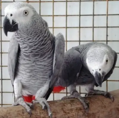 Loros grises africanos sociales y juguetones de calidad