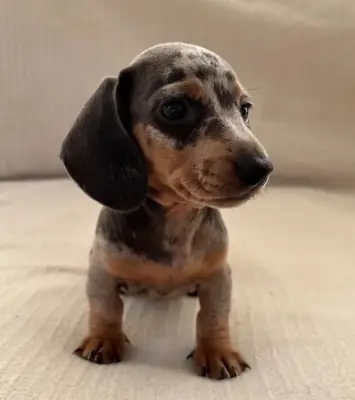 Healthy and adorable Dachshund puppy