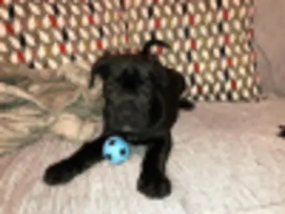 Cane Corso puppy