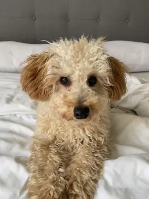 caniche en casa pero sin tiempo