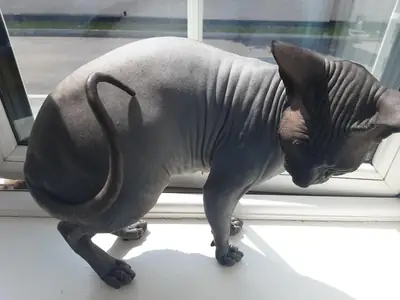gato sphynx demasiado pegado a mí