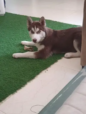 husky no encaja aquí