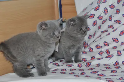Котята британской короткошерстной породы ищут новый дом во Франции.