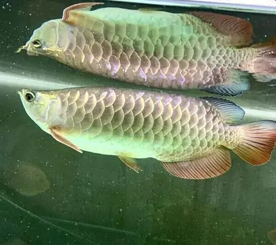 En İyi Kalite Süper Kırmızı Arowana ve Diğerleri Satılık