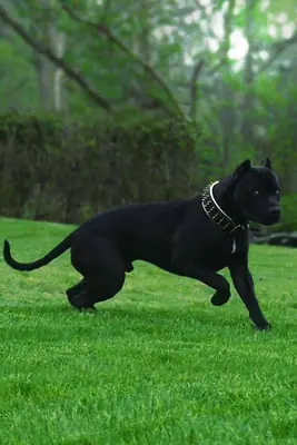 Presa Canario for Sale in the UK