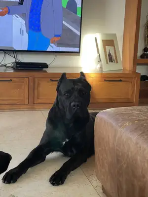 Cane Corso en venta