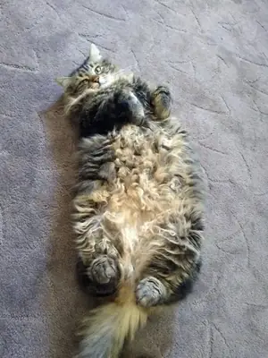 领养一只挪威森林猫 | 友善又爱玩