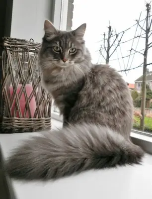 Siberian Cat Adoption | Gentle & Loyal