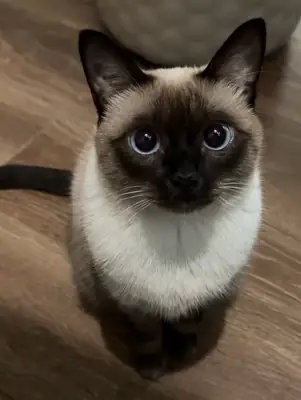 领养一只缅甸猫 | 爱心社交