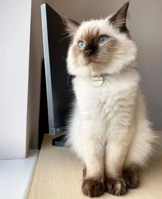 Adopt a Balinese Cat | Intelligent & Playful