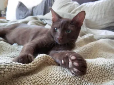 哈瓦那棕猫领养 | 优雅忠诚的品种