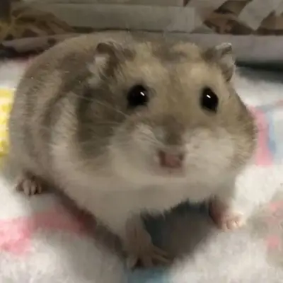 Chinese Hamster for Adoption | Calm and Easy to Care