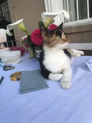 Gato perdido - Peatones de Pendik