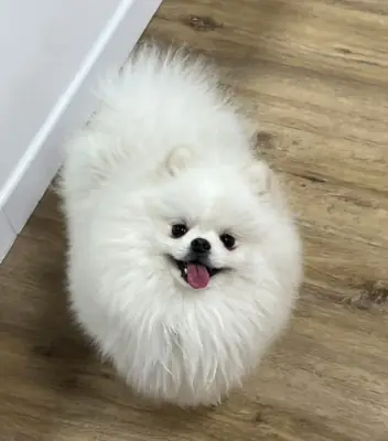 Pomeranian puppies