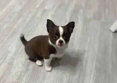 Beautiful Chihuahua puppies