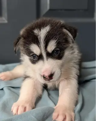 Beautiful Siberian Husky pups