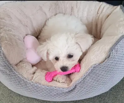 Super Cute Puppies