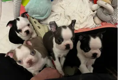 Boston Terrier Puppies