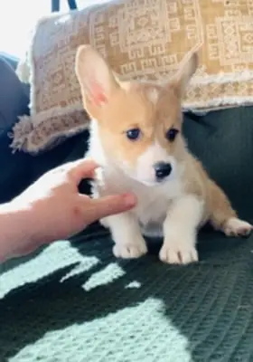 Sprudlande Pembroke Welsh Corgi-valpar redo