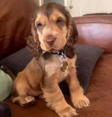 Bedårande cocker spanielvalp till adoption