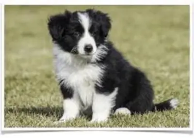 AKC 边境牧羊犬幼犬