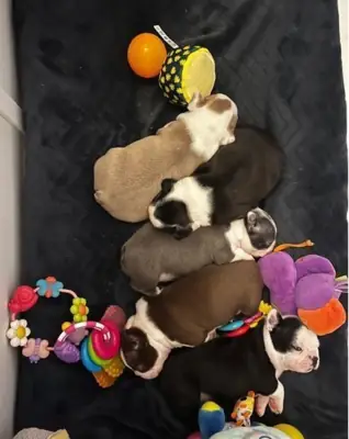 КАЧЕСТВЕННЫЕ ЧИСТОКРОВНЫЕ ЩЕНКИ БОСТОН ТЕРЬЕРА 🐾❤️