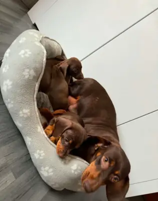 Dachshund Puppies