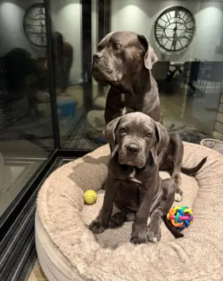 Tenemos 4 hermosos cachorros de Cane Corso disponibles: